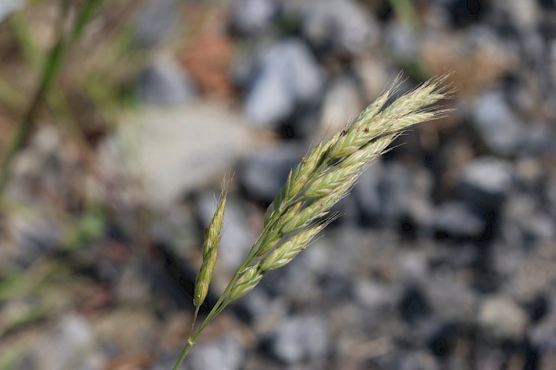 Bromus hordeaceus - © Barry Stewart