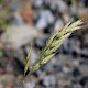 Bromus hordeaceus