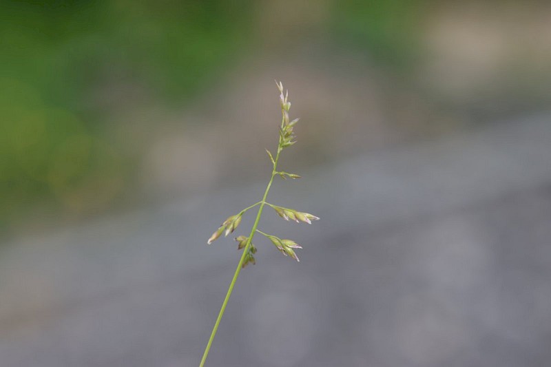 Poa annua - © Barry Stewart