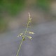 Poa annua