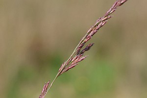 Schedonorus arundinaceus Tall Fescue