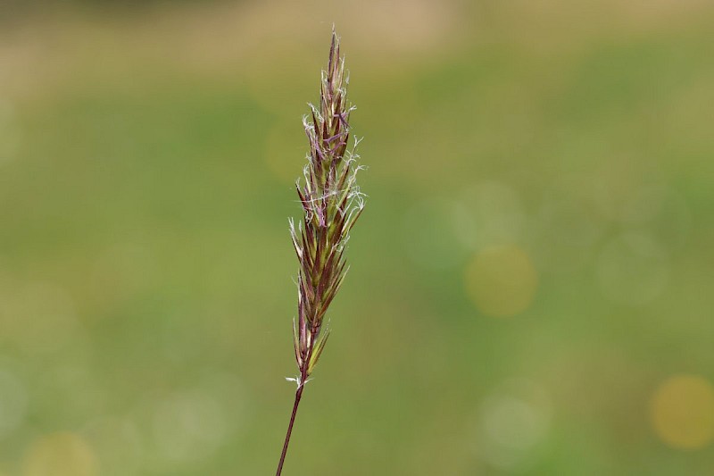 Anthoxanthum odoratum - © Barry Stewart