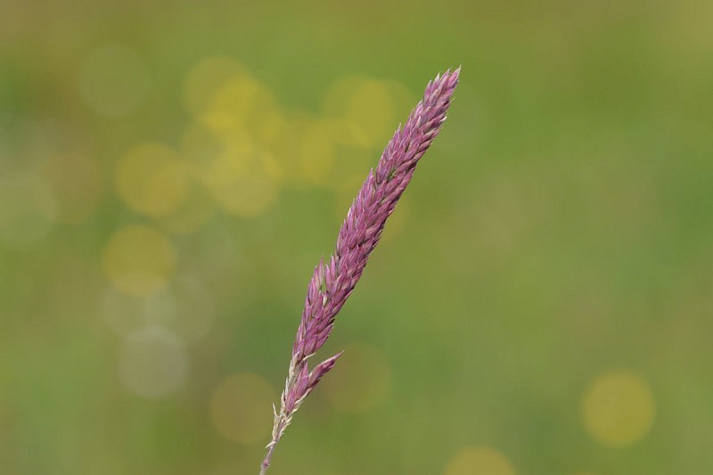 Holcus lanatus - © Barry Stewart