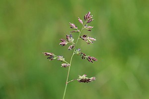 Poa pratensis Smooth Meadow-grass