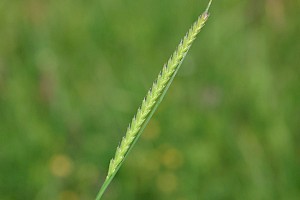 Cynosurus cristatus Crested Dog's-tail