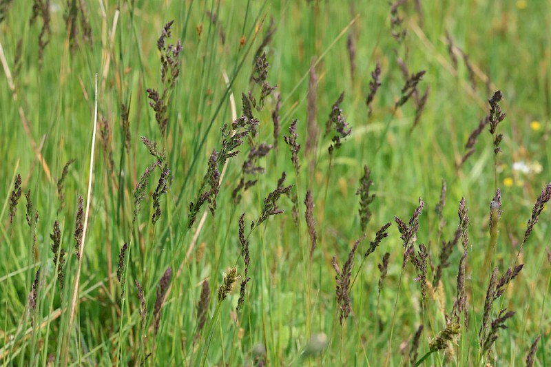 Poa pratensis - © Barry Stewart