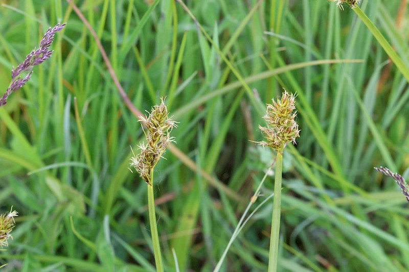 Carex otrubae - © Barry Stewart