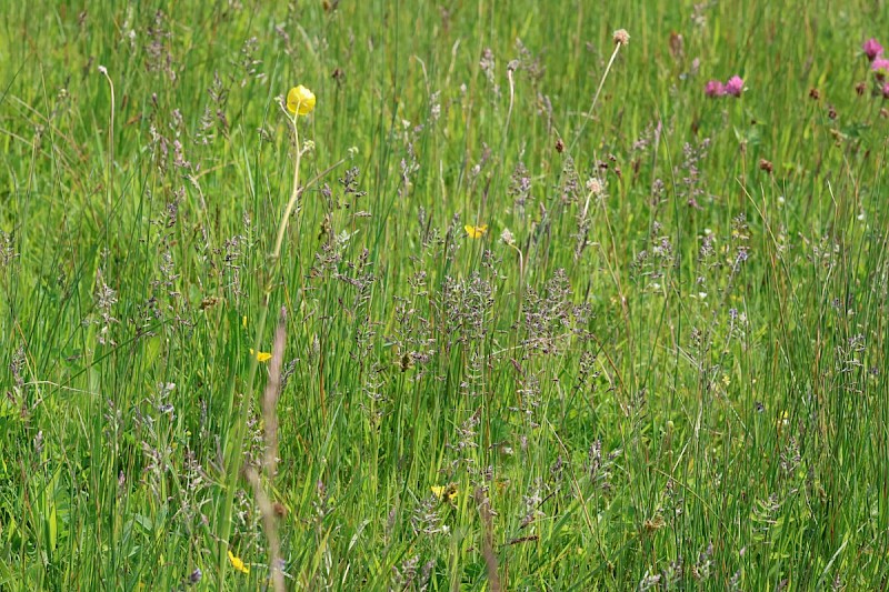 Poa pratensis - © Barry Stewart