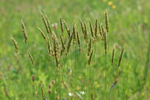 Anthoxanthum odoratum Sweet Vernal-grass