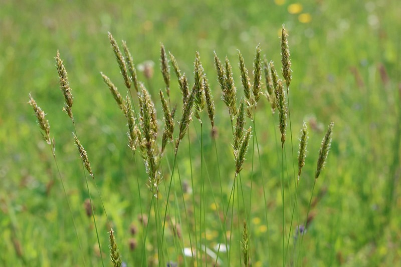 Anthoxanthum odoratum - © Barry Stewart