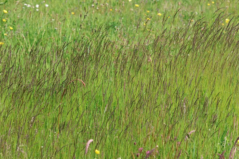 Festuca rubra - © Barry Stewart