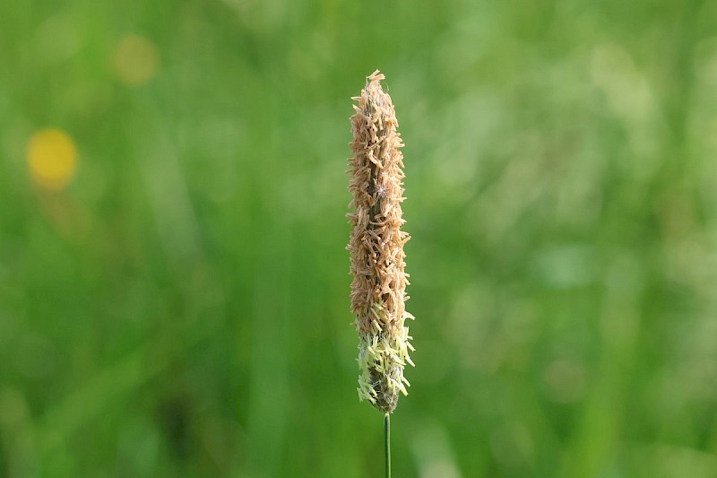 Alopecurus pratensis - © Barry Stewart