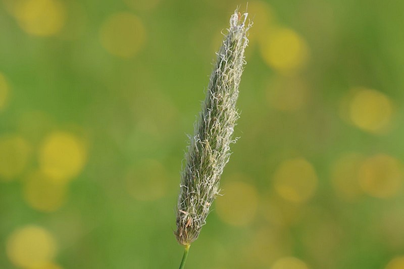 Alopecurus pratensis - © Barry Stewart