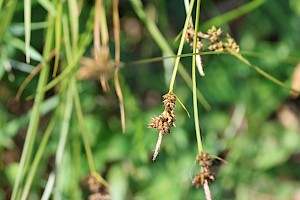 Carex pilulifera Pill Sedge