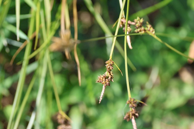 Carex pilulifera - © Barry Stewart