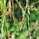 Carex pilulifera