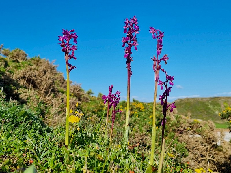 Orchis mascula - © Barry Stewart