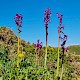 Orchis mascula