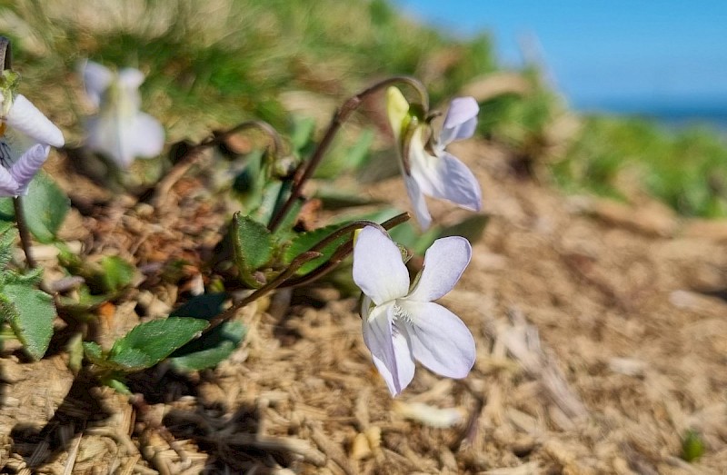 Viola lactea - © Barry Stewart