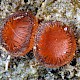 Scutellinia scutellata