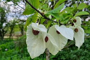 Davidia involucrata Dove-tree