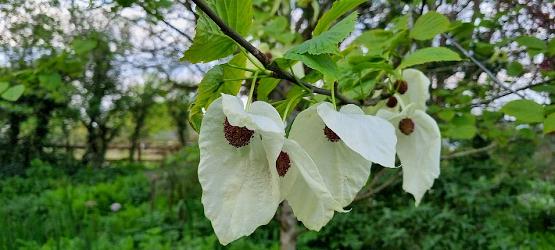 Davidia involucrata - © Barry Stewart