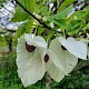 Davidia involucrata