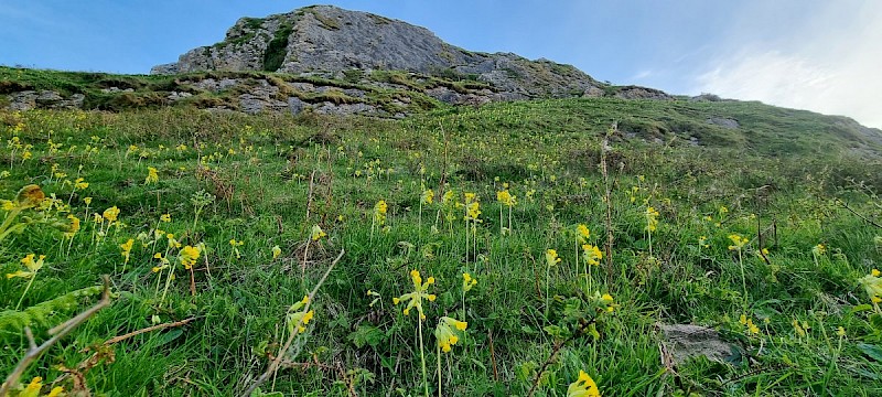 Primula veris - © Barry Stewart