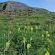 Primula veris