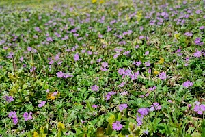 Geranium molle Dove's-foot Crane's-bill