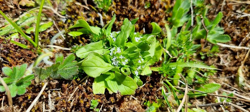 Valerianella locusta - © Barry Stewart