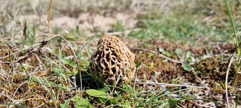 Morchella esculenta agg. - © Barry Stewart