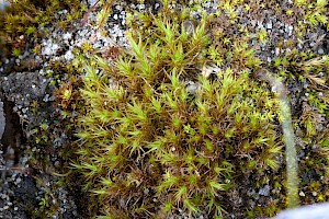 Didymodon icmadophilus Pointed Beard-moss