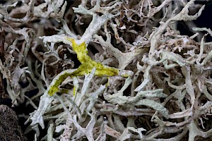 Ramalina subfarinacea 