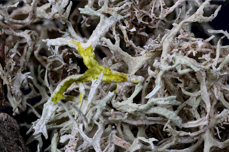 Ramalina subfarinacea - © Barry Stewart