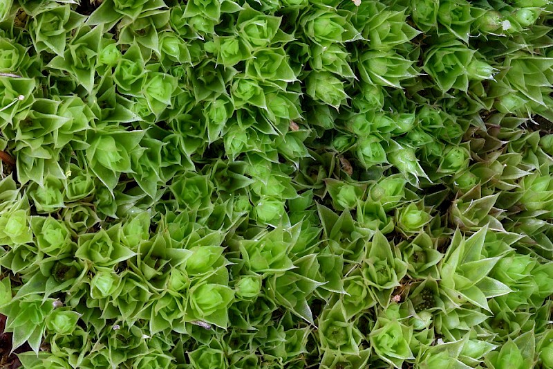 Bryum pallescens - © Barry Stewart