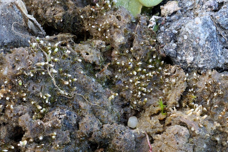 Cephaloziella integerrima - © Barry Stewart