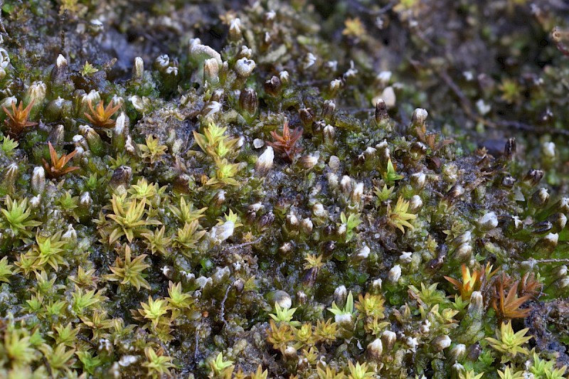 Cephaloziella integerrima - © Barry Stewart