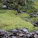 Lophocolea bispinosa