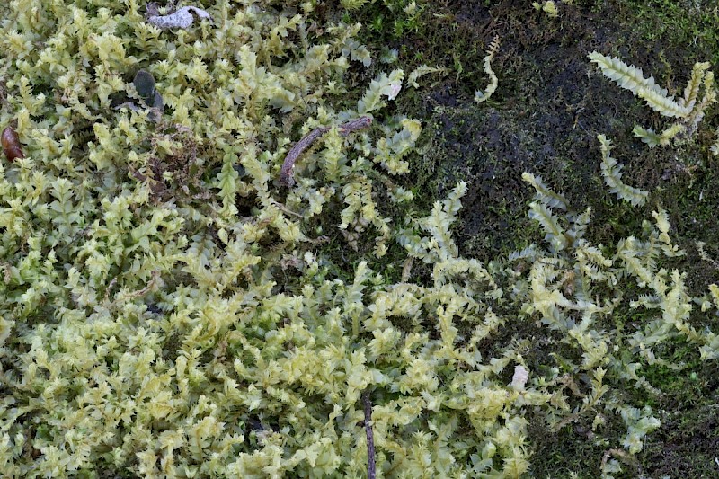 Lophocolea bispinosa - © Barry Stewart