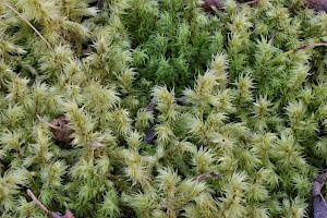 Hylocomiadelphus triquetrus Big Shaggy-moss