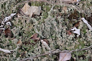 Cladonia chlorophaea s. lat. Mealy Pixie-cup