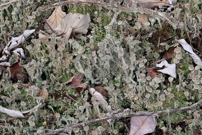 Cladonia chlorophaea s. lat. - © Barry Stewart