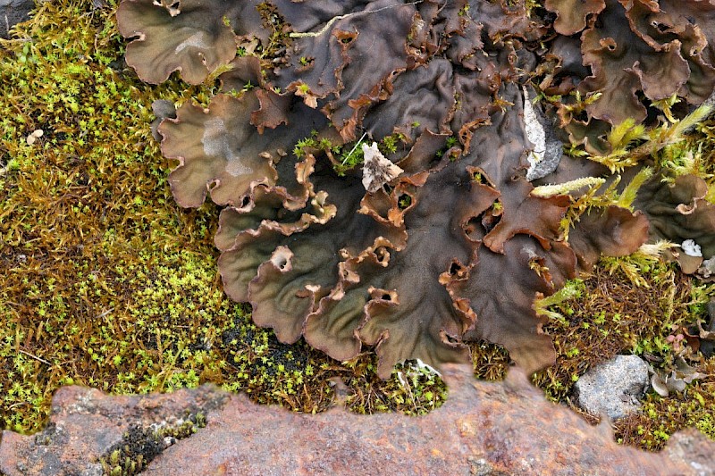 Peltigera rufescens - © Barry Stewart