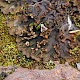 Peltigera rufescens