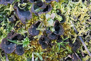 Peltigera didactyla Alternating Dog-lichen