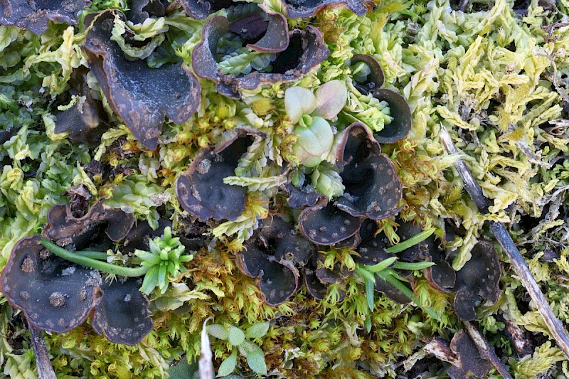 Peltigera didactyla - © Barry Stewart