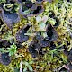 Peltigera didactyla