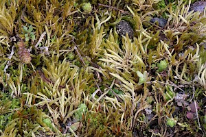 Brachythecium albicans Whitish Feather-moss