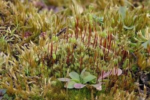 Bryum caespiticium Tufted Thread-moss